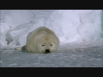 アプリ版フレンズを動物ドキュメンタリーで紹介するよ part12