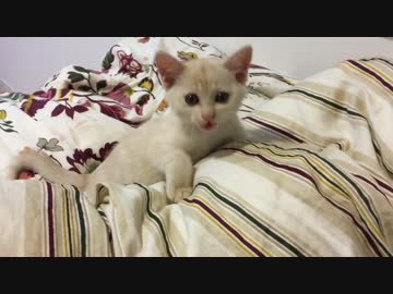 グダグダする子猫