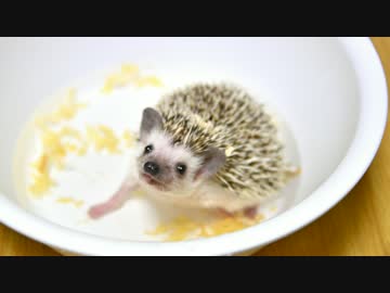 ハリ活.vol 4 ~表情豊かな可愛い子~