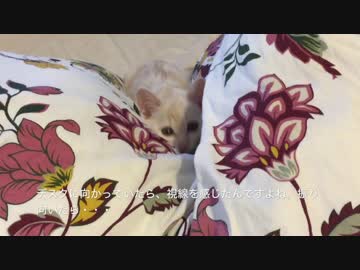 飼い主を見つめたり変な格好で寝たり遊んだりと忙しい子猫