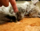 猫肉球いじり