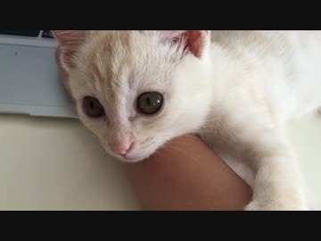 態度がふてぶてしくなってきた子猫と飼い主