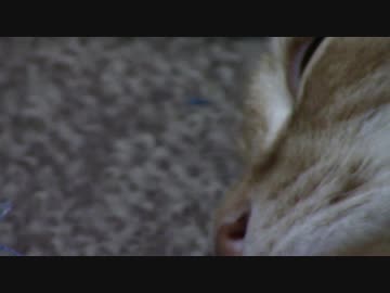 拾いねこ＠生後1834/1801日目　体がおっさん化してるわぁ。