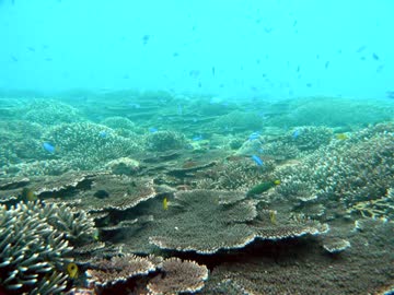 EPO 海の中でないたなら（たったひとつの地球フル）