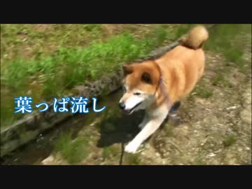 柴犬と遊ぶ! 葉っぱ流し　【柴犬ジロー】