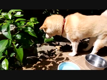 ひたすらハエを見つめる犬4～2017～