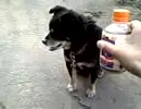 【いむ】柴犬に紅茶花伝をあたえてみた