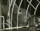 技？ウサギのロペが鍵を開けるヨ～