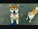 柴犬親子ひかいちめろ　お散歩帰り
