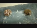 アメフクラガエルの食事