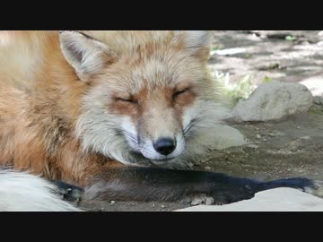 【狐画像を】おキツネさまとフォックスしたいだけ２【垂れ流すだけ】