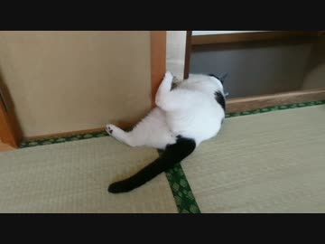 暑さでダレる猫