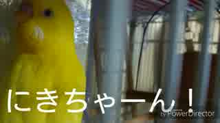 セキセイインコのまるちゃんはオカメインコのにきちゃんがだいすき