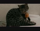 DSCN3231猫の行水