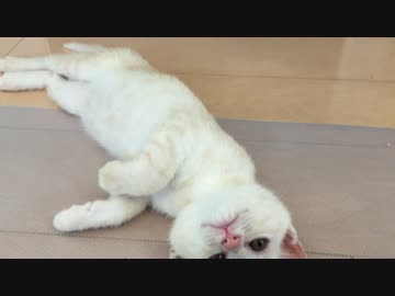 よく鳴く子猫、水の飲み方が変！