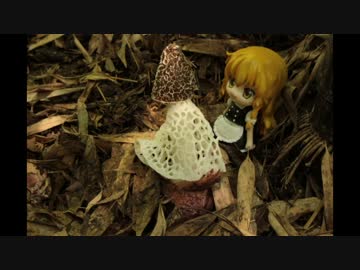 アカダマキヌガサタケ生長記録