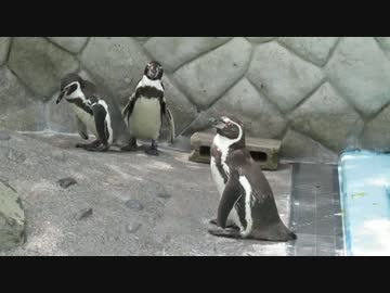 フンボルトペンギン　2017.06.25