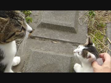 母猫の前で子猫を撫でまくった結果