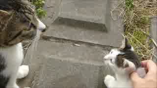 母猫の前で子猫を撫でまくった結果