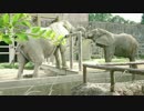 ゾウさんのモグモグアイスtmt中の様子【東武動物公園】