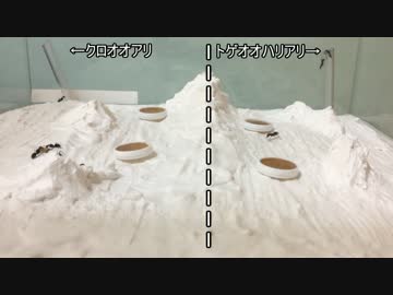 蟻戦争#147 蟻戦争①1日目~ついに開幕~編