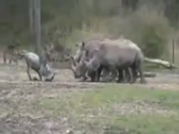 【ごめんなサイ】ヌーVS3頭のサイ