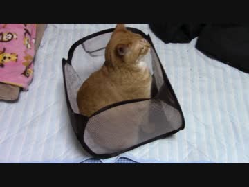 拾いねこ＠生後1837/1804日目　5年前はあんなでしたねぇ。