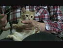 おやつ独り占めな子猫がかわいい
