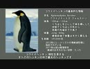 【VOICEROID解説】コウテイペンギン繁殖スケジュール
