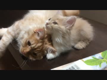 新入り猫が先輩猫の耳をペロペロするも何かが気になってすぐやめる