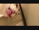 お風呂場で水を飲む猫の表情が必死すぎるｗｗｗ