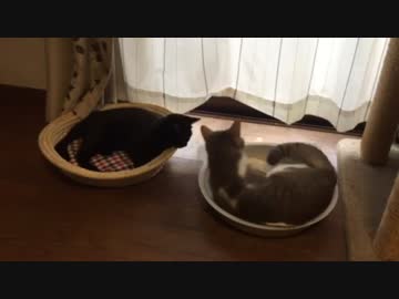 ひんやりした場所を絶対に譲らない暴君猫