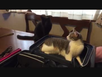 キャリーバックに居座る猫「連れてってよ」