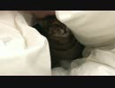 うちの猫が布団に引きこもってしまった！！