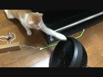 初めて扇風機を見た子猫の反応が面白すぎるwww　