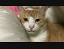 【生命の危機】猫に◯◯とられました…泣