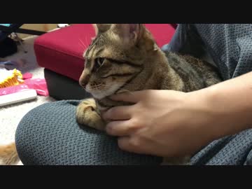 最高に幸せそうな顔で膝上に陣取るにゃんこ！