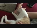 体調不良の飼い主を看病する子猫に涙…