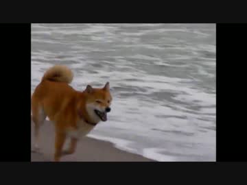 【柴犬ジロー】 ベストシーン コレクション 2　鳥追いジロー