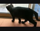 【きなことりょう】小学生を見守るりょうちゃん