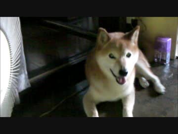 【柴犬ジロー】 ジロちゃん家はエアコン無し