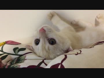 狸になってしまった子猫