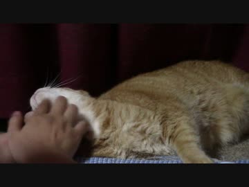 拾いねこ＠生後1838/1805日目　網の中が気に入った月音さん。