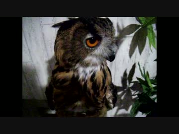 新人？のユーラシアワシミミズクをモフってきた。