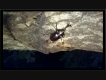 【生放送】写真用にクワガタ採集（2017/07/02）