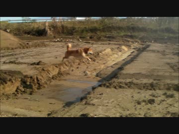 【柴犬ジロー】 ベストシーン コレクション 4　運動神経抜群