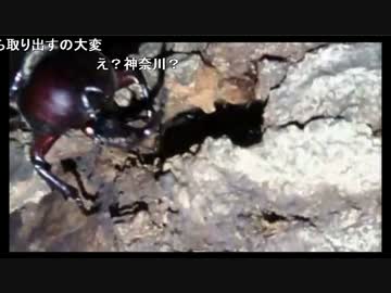 【生放送】昆虫採集（2017/07/03）