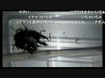 【生放送】昆虫採集2（2017/07/03）