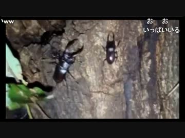 【生放送】昆虫採集3(VS オオクワガタ)（2017/07/05）