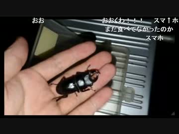 【生放送】昆虫採集(エピローグ)（2017/07/05）